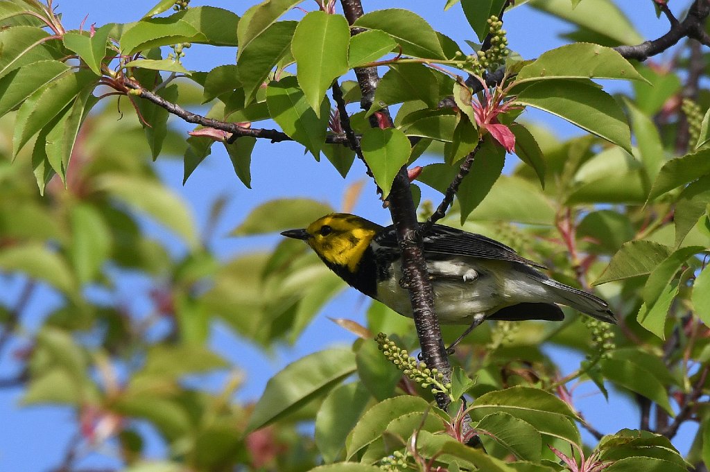 Warbler, Black-throated Green, 2017-05166377 Parker River NWR, MA.JPG - Black-throated Green Warbler. Parker River National Wildlife Refuge, MA, 5-16-2017